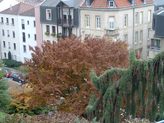 Un arbre de Metz